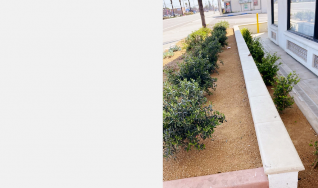 Sidewalk planter bed with shrubs and concrete bench